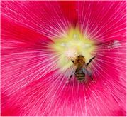 Mike Moore - Bee in hollyhock